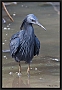 zwarte reiger_MG_6862